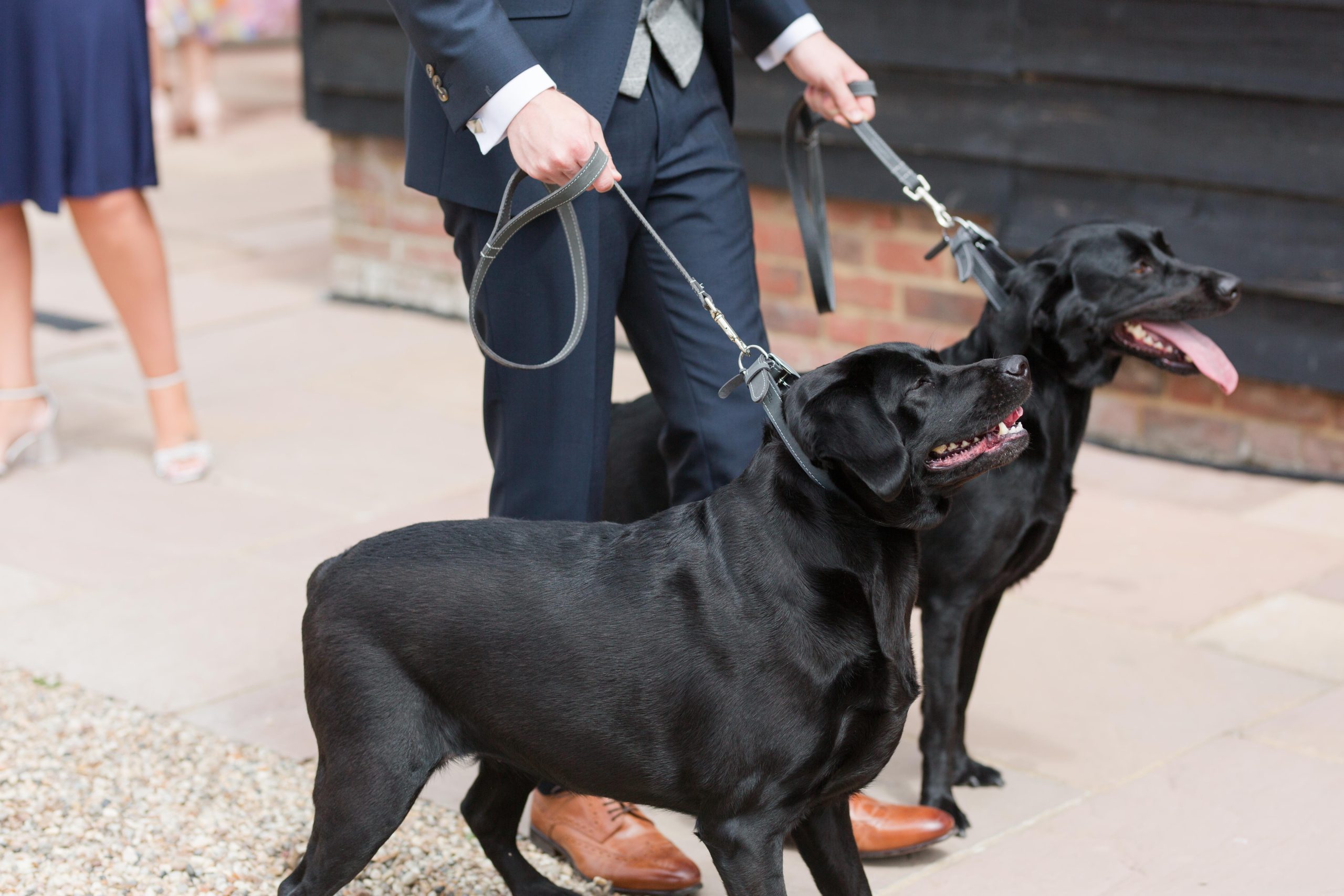 dogs at wedding